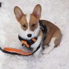 Double-handle reflective dog leash nighttime walking