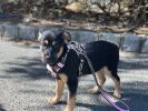 Double-handle reflective dog leash nighttime walking