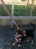 Double-handle reflective dog leash nighttime walking