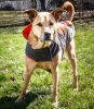 Dog Helios Lotus-Rusher Waterproof 2-in-1 Convertible Dog Jacket w/ Blackshark technology
