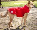 Dog Helios Lotus-Rusher Waterproof 2-in-1 Convertible Dog Jacket w/ Blackshark technology