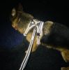 Headlight Harness Reflective Water Resistant LED Nighttime Walking Safety Harness