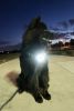 Headlight Harness Reflective Water Resistant LED Nighttime Walking Safety Harness