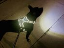 Headlight Harness Reflective Water Resistant LED Nighttime Walking Safety Harness
