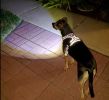 Headlight Harness Reflective Water Resistant LED Nighttime Walking Safety Harness